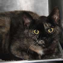 Thumbnail photo of Civic (Spayed) #1