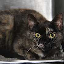 Thumbnail photo of Civic (Spayed) #2