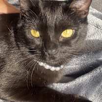 Thumbnail photo of Midnight #1