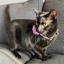 Thumbnail photo of Midnight #3