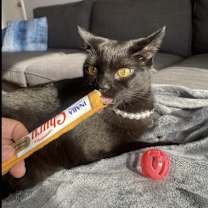 Thumbnail photo of Midnight #4