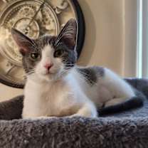 Thumbnail photo of Lisette (bonded with Lil Bob) #1