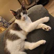 Thumbnail photo of Lisette (bonded with Lil Bob) #4