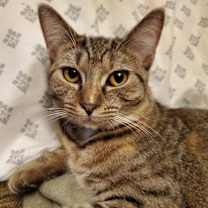 Thumbnail photo of Tabbys : Tora #1