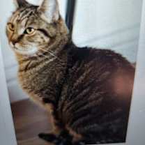 Thumbnail photo of James Madison #3