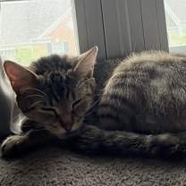 Thumbnail photo of Tori #2