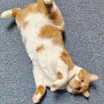 Thumbnail photo of Caramel Praline #1