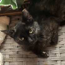 Thumbnail photo of Emerald Rose #1