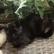 Thumbnail photo of Emerald Rose #2