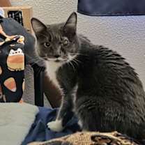 Thumbnail photo of Cleo #1