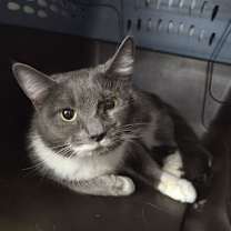 Thumbnail photo of Cleo #4