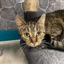 Thumbnail photo of Rosie #3