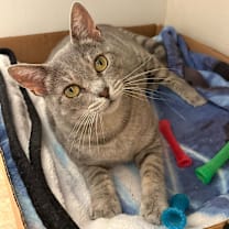 Thumbnail photo of Moon #2