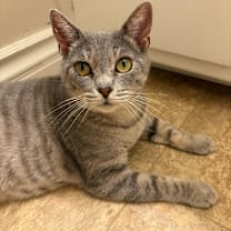 Thumbnail photo of Moon #4