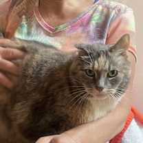 Thumbnail photo of Snickers #1