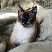 Thumbnail photo of Thumbelina #1