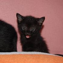 Thumbnail photo of Bud (BFF046) #1