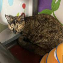 Thumbnail photo of Nutmeg #1