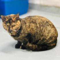 Thumbnail photo of Nutmeg #3