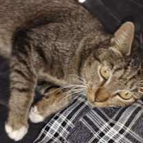 Thumbnail photo of Tubi courtesy post #4