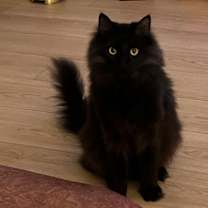 Thumbnail photo of Charlie #3