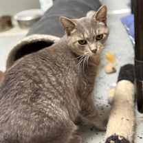 Thumbnail photo of Toffee #1