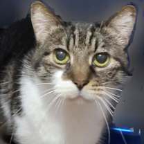 adopt-pet