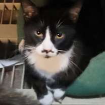 adopt-pet