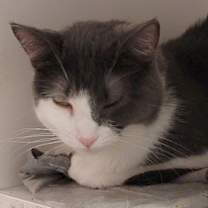 adopt-pet
