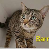 Thumbnail photo of Barrel #3