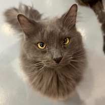 Thumbnail photo of Maverick #1