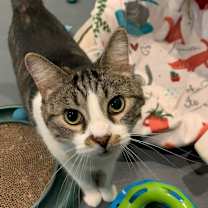 Thumbnail photo of Maxwell #1
