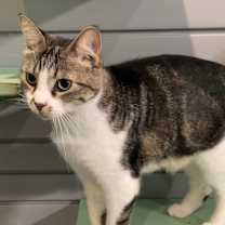 Thumbnail photo of Maxwell #2