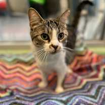 Thumbnail photo of Maxwell #3