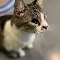 Thumbnail photo of Maxwell #4