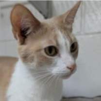 Thumbnail photo of Eevee #1