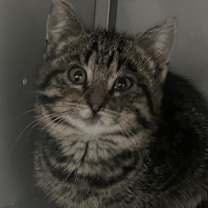 Thumbnail photo of Nerys #2