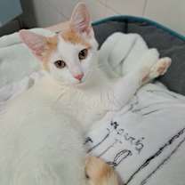 Thumbnail photo of Oopsy Daisy #4