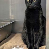 Thumbnail photo of Simba #2