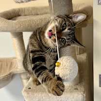 Thumbnail photo of Filly #1