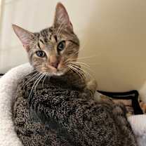 Thumbnail photo of Joey #1