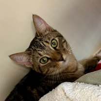 Thumbnail photo of Gosling #1