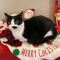 Thumbnail photo of Suki #1