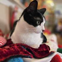 Thumbnail photo of Suki #3