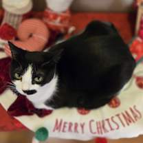 Thumbnail photo of Suki #4