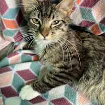 Thumbnail photo of Frank #3