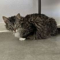 Thumbnail photo of Frank #4