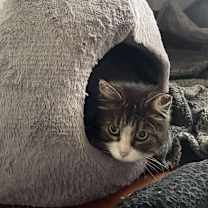 Thumbnail photo of Patches #1