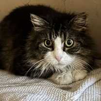 Thumbnail photo of Patches #2