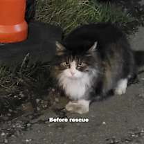 Thumbnail photo of Patches #4